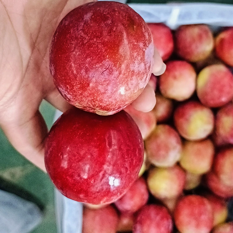 พลัม Meiyi สีแดงหวานสด