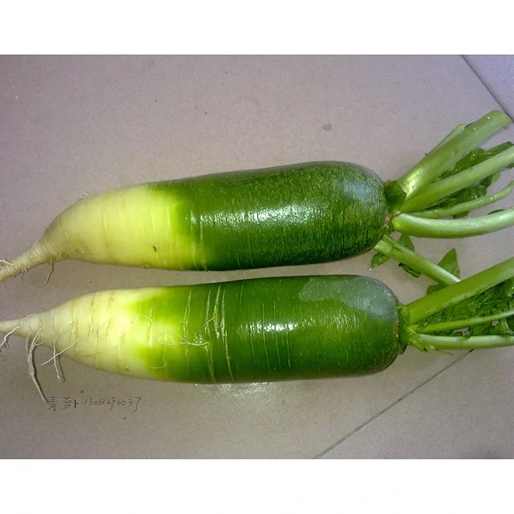 Crunchy Green Radish