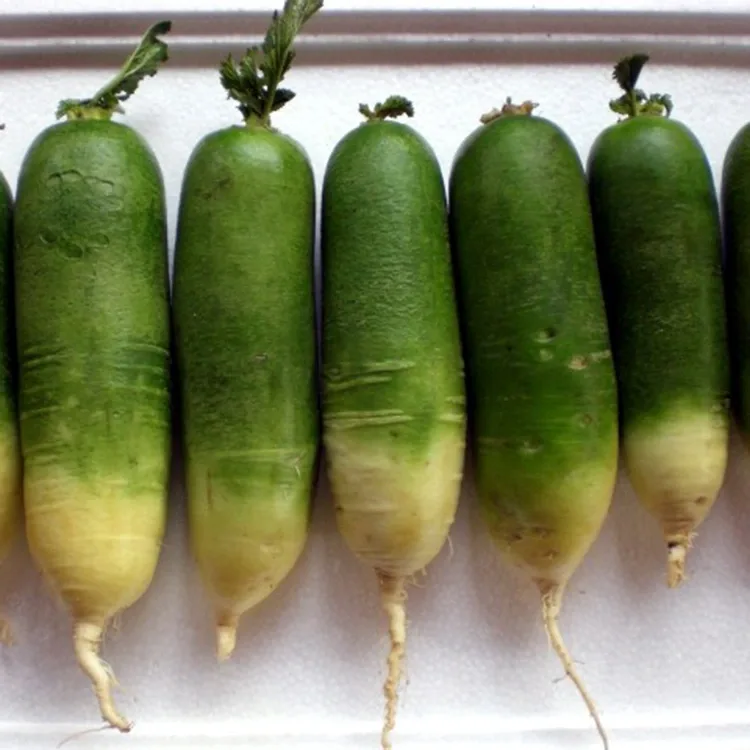 Crunchy Green Radish