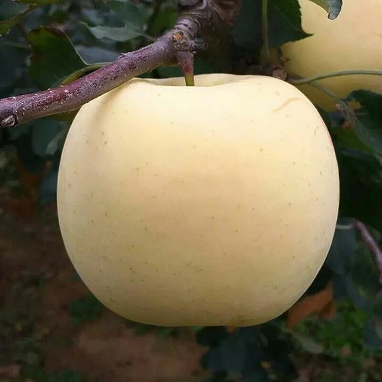 Fresh Golden Delicious Apples