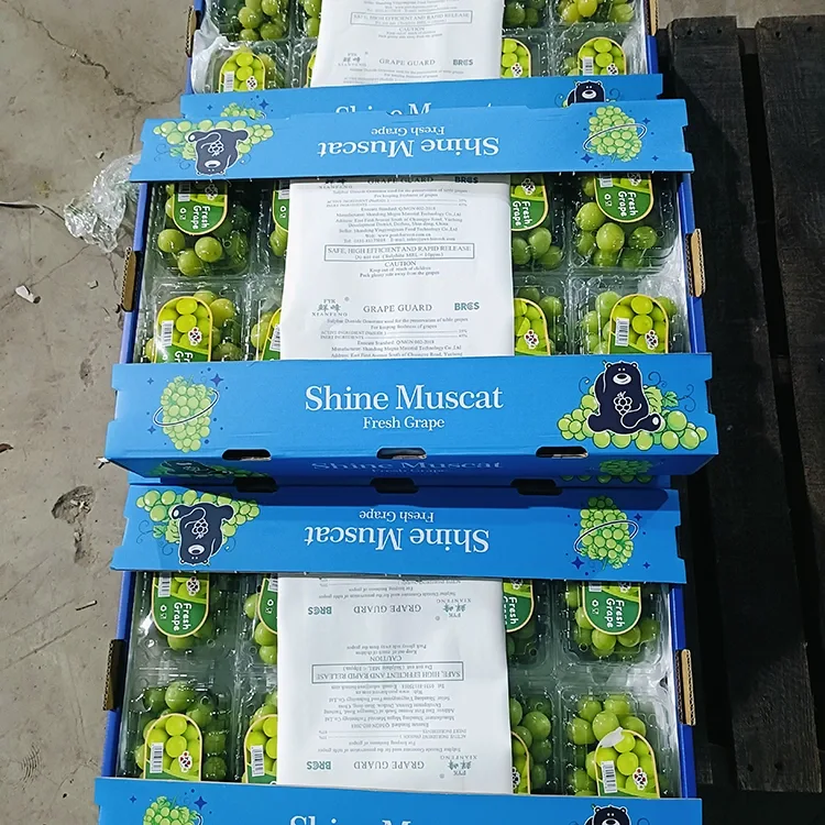 Selected Fresh Shine Muscat Grapes