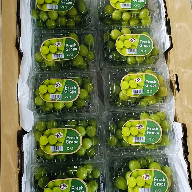 Selected Fresh Shine Muscat Grapes