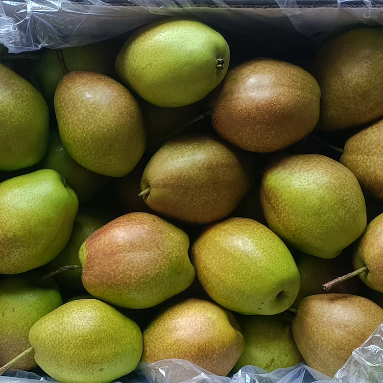Superior Quality Fresh Hongxiangsu Pears