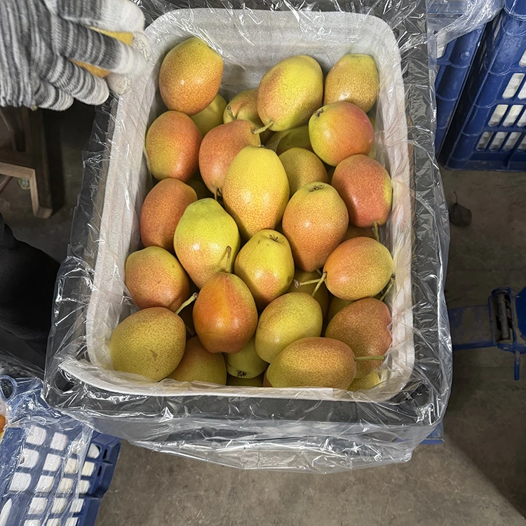 Superior Quality Fresh Hongxiangsu Pears
