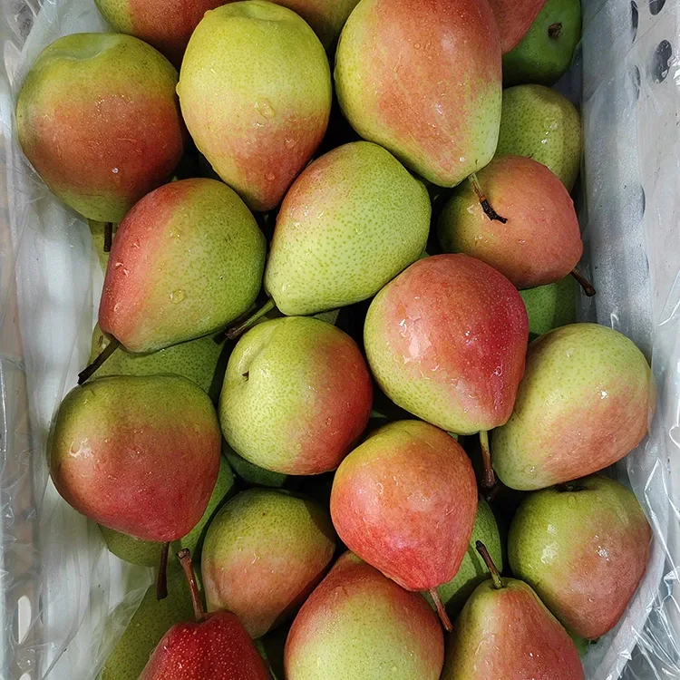 พรีเมี่ยม Hand-Picked Eye-Catching เคลือบเงา-แดง July Red Pear