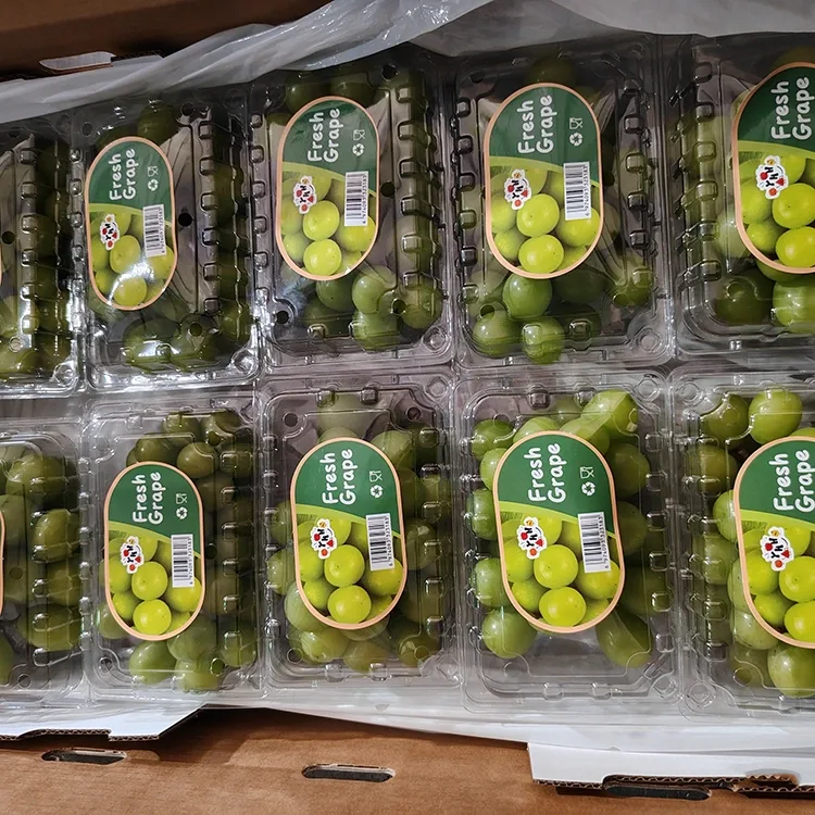 คัดสรรองุ่นมัสกัตสดชายน์